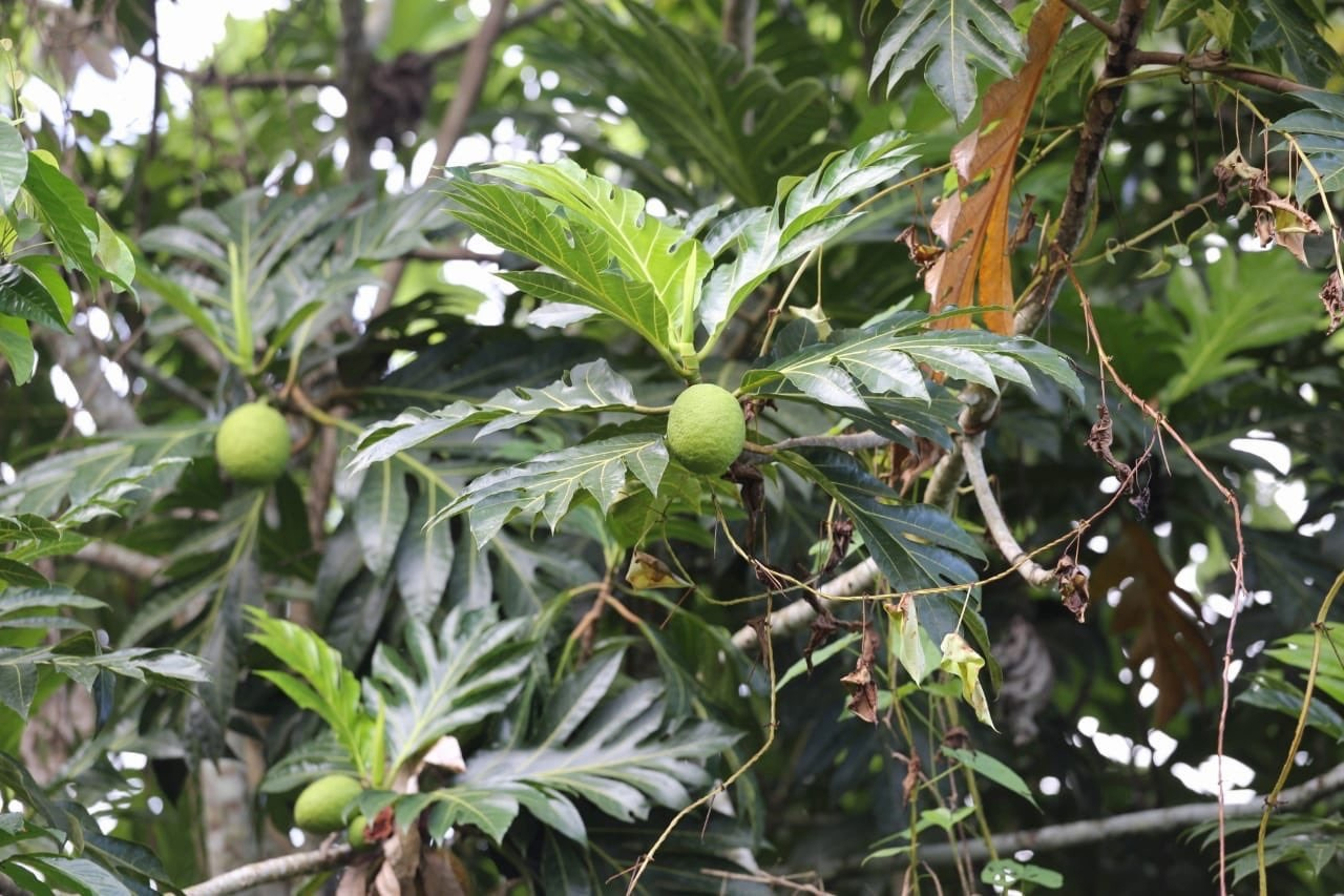 breadfruit pic from Rauel